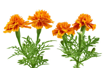 fresh marigold or tagetes erecta flower isolated on white background with full depth of field.