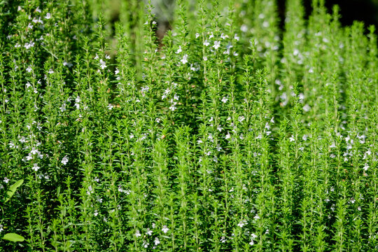 Many small green leaves and white flowers of Hyssopus officinalis plant, known as hyssop, in sunny summer garden, beautiful outdoor monochrome background .