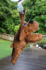 Toy dog Hanging out to dry with sad eyes looking up