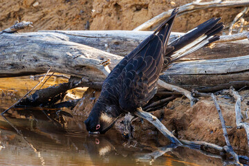 Carnaby's Black Cockatoo in Western Australia