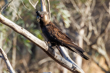 Carnaby's Black Cockatoo in Western Australia