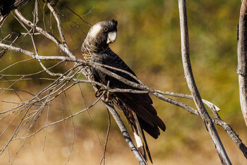 Carnaby's Black Cockatoo in Western Australia - obrazy, fototapety, plakaty