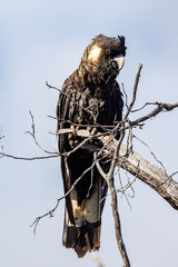 Carnaby's Black Cockatoo in Western Australia