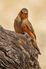 Rufous Treecreeper in Western Australia