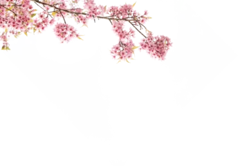 Rolgordijnen Botany natural pink cherry blossom with white background  © Pencile Art Design