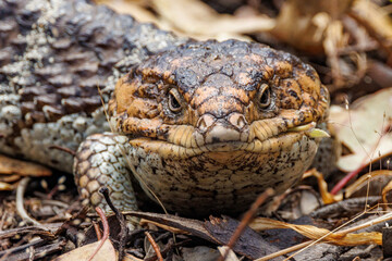 Shingle-backed Lizard in Western Australia