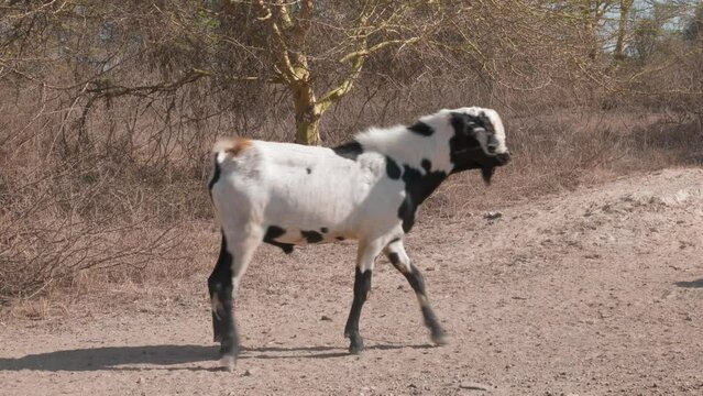 close up shot of a mixed herd of sheep and goats passing on a dirth road. close up shot