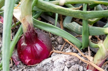 Red onion growing in a garden.