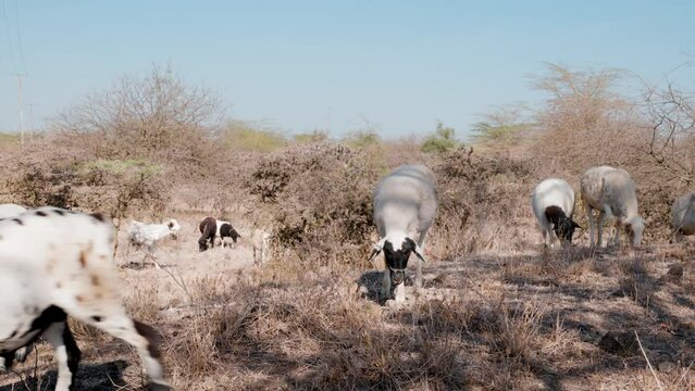 lifestock foraging for food in the barren landscape during the drought in africa