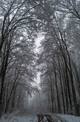 Cold and snowy winter road in the forest during snowstorm.