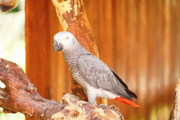 African Grey Parrot (Psittacus Erithacus) standing on a tree.