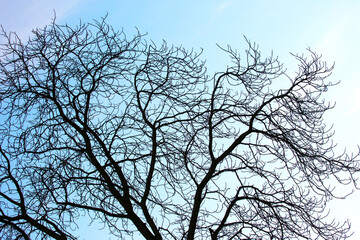 tree branches without leaves against the blue sky. autumn season in nature