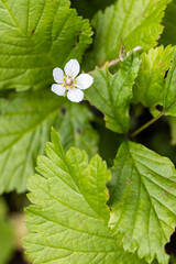 The Nature of Abisko National Park