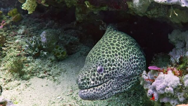 Close up of Spotted moray Gymnothorax moringa underwater in the ocean scuba diving