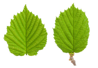The leaf of hazelnut isolated on a white background