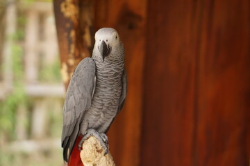 African Grey Parrot (Psittacus Erithacus) standing on a tree.