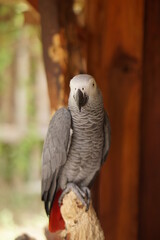 African Grey Parrot (Psittacus Erithacus) standing on a tree.