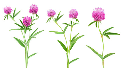 Clover or trefoil flower medicinal herbs isolated on white background