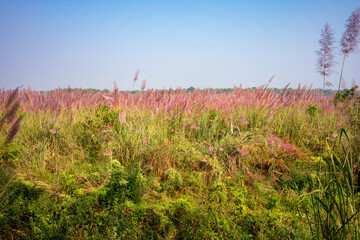 Very tall yellow green grass and pink-tipped reeds in Chitwan National Park, Nepal. Jungle walk safari. The picture is divided in two: above blue sky without clouds as copy space and below wild bush
