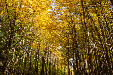 a ginkgo tree forest that grows long in autumn
