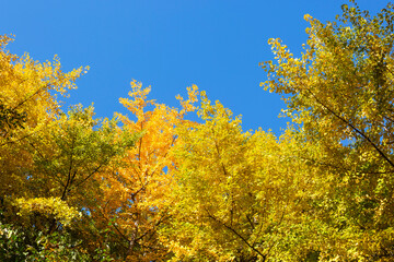 Ginkgo Tree Forest and Blue Sky