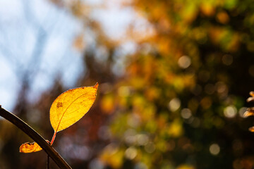 Obraz premium Close-up shot of leaves in the autumn sun