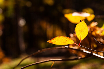 Obraz premium Close-up shot of leaves in the autumn sun