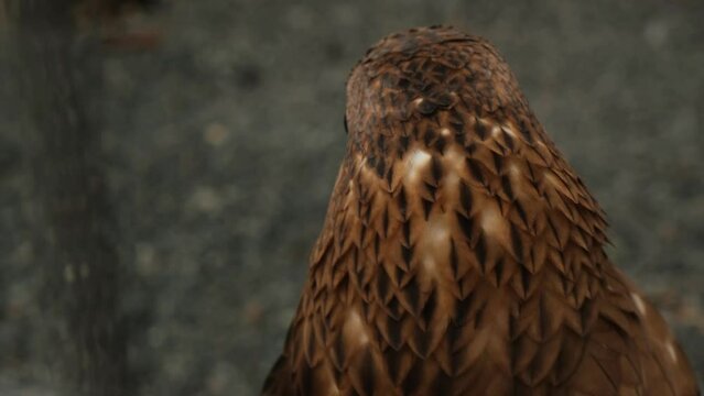 European honey buzzard (Pernis apivorus) close up