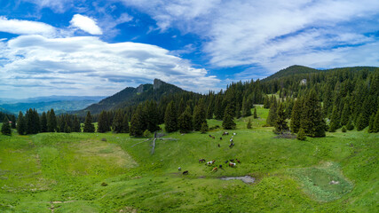 Herd with horses grazing on meadov with stream near forest in mountain valley. Panorama, top view