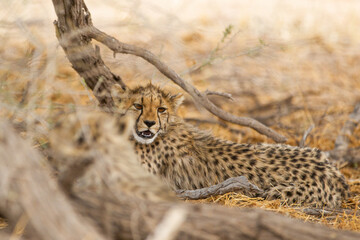 Cheetah hunting in the dry riverbeds of the Kgalagadi Transfrontier Park, South Africa	
