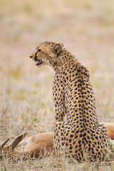Cheetah hunting in the dry riverbeds of the Kgalagadi Transfrontier Park, South Africa	
