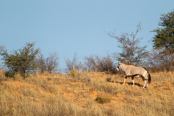 Gemsbok or oryx grazing on the sand dunes of the Kalahari desert, South Africa