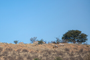 Gemsbok or oryx grazing on the sand dunes of the Kalahari desert, South Africa