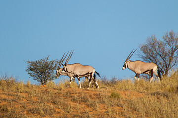 Gemsbok or oryx grazing on the sand dunes of the Kalahari desert, South Africa