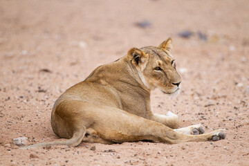 Young lioness resting at a waterhole in the Kalahari, South Africa	
