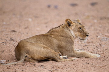 Fototapeta na wymiar Young lioness resting at a waterhole in the Kalahari, South Africa 