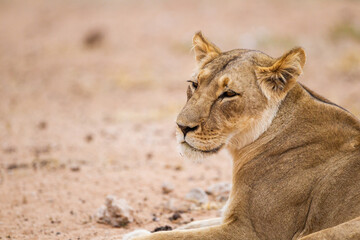 Young lioness resting at a waterhole in the Kalahari, South Africa	
