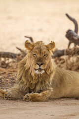 Young black-maned lion at a water hole in the Kalahari desert, South Africa	