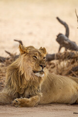 Young black-maned lion at a water hole in the Kalahari desert, South Africa	