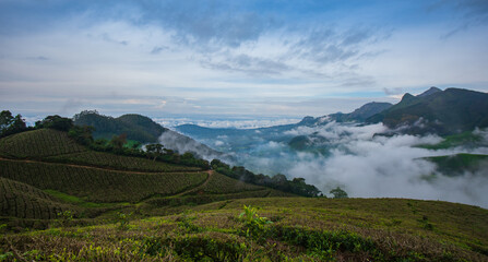 Fototapeta na wymiar Tea Plantation with clouds