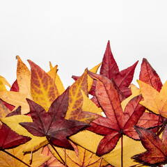 Colorful autumn leaves on white background. Flat lay. 