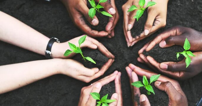 Hands, soil and sustainability with business people holding budding plants in dirt or earth closeup from above. Spring, nature and green with a group together for conservation or the environment