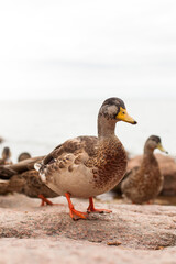 Stockente steht auf rotem Felsen am Ufer.
Mallard duck stands on red rock on the shore.