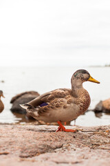 Mallard duck stands on red rock on the shore.
Stockente steht auf rotem Felsen am Ufer.
