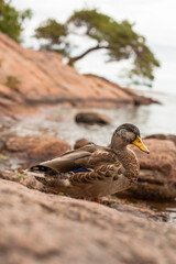 Mallard duck stands on red rock on the shore.
Stockente steht auf rotem Felsen am Ufer.