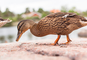 Ducks are looking for food. 
Enten suchen futter.