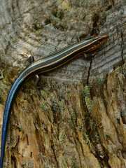 樹の株にカラフルなトカゲ
