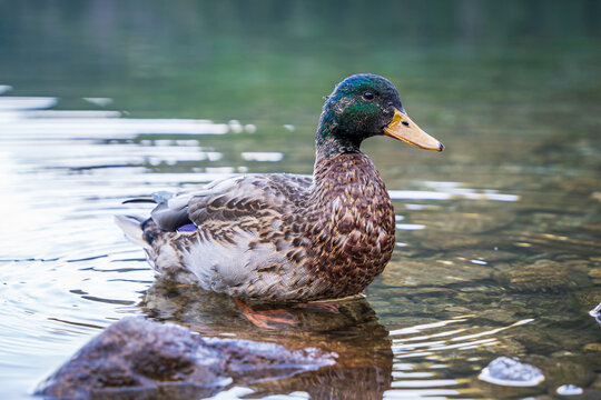 Molting male Mallard duck in a lake. Single Anas platyrhynchos bird.