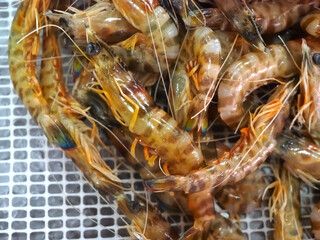 Raw fresh zebra shrimps in a pile at a seafood market