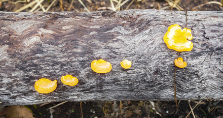 Bracket Fungus on Tree Trunk - obrazy, fototapety, plakaty